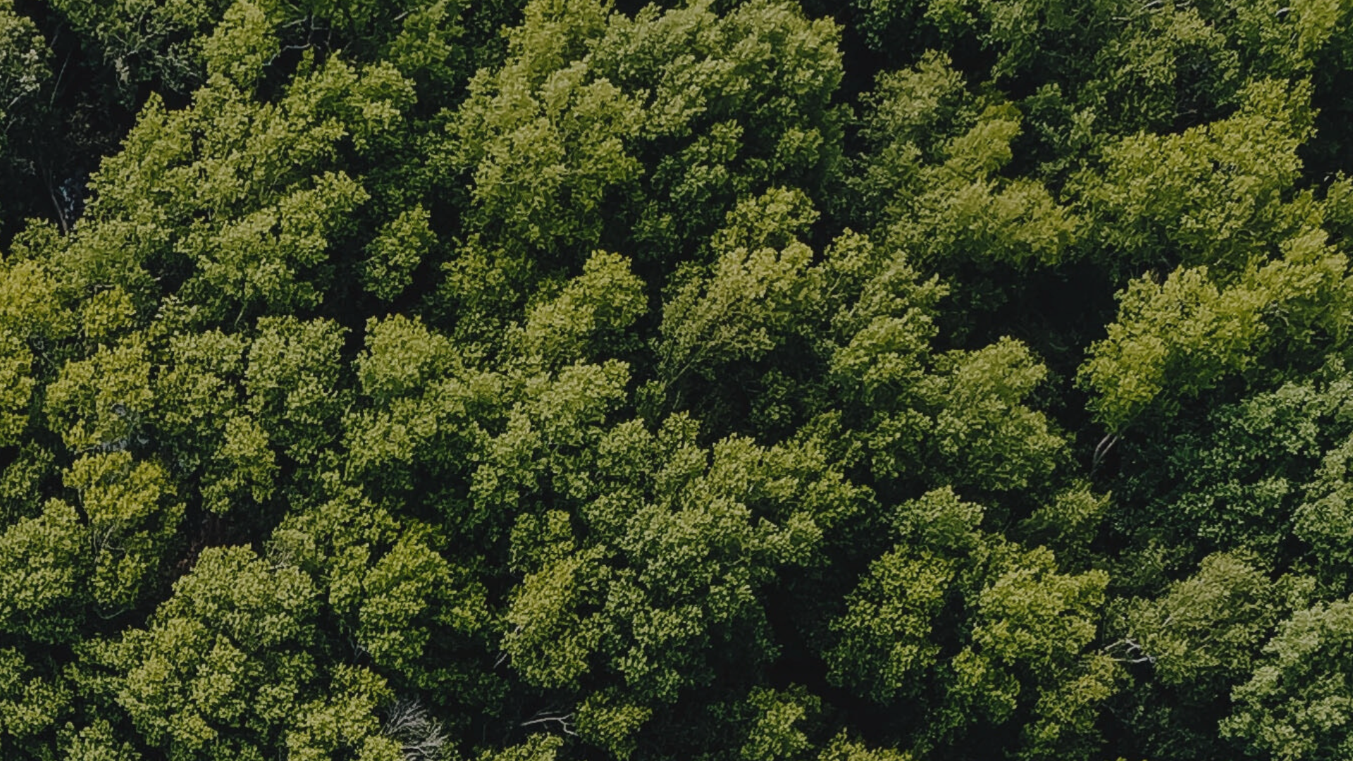 WE PLANT TREES